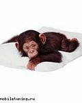 pic for Monkey on bed